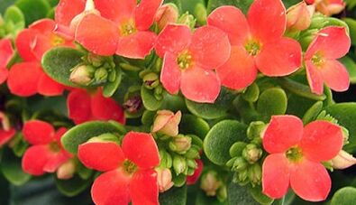 Kalanchoe krónikus prosztatitisz kezelésére
